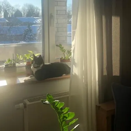 Tolli Курессааре